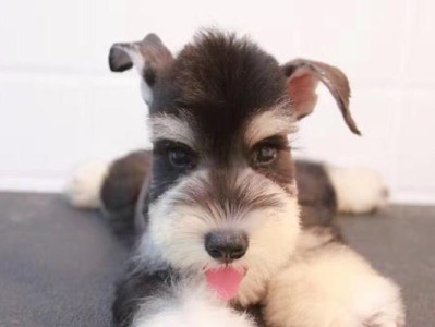 探索中国纯种犬的多样性与魅力（犬种丰富多样，中国纯种犬独特风采）