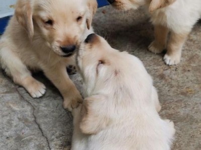 以金毛串什么好养（探索金毛犬的适宜生活方式）