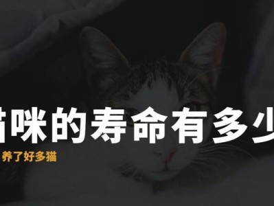 猫咪的寿命与长寿的关键（揭示猫咪平均寿命，如何延长它们的生命、健康的重要因素）