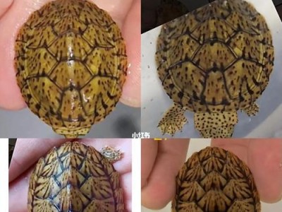 了解与饲养巨头蛋龟的攻略（掌握巨头蛋龟饲养技巧，宠物养成从这里开始）