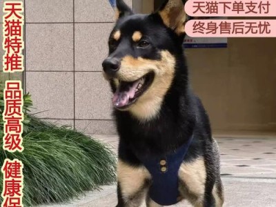 乡下适合养哪种狗？（选择合适的狗种，让乡下生活更美好）