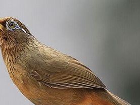 画眉鲷的饲养方法（打造完美的水族箱生态环境，）