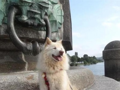 小狗风湿症状揭秘（小狗风湿症状分析及应对策略）