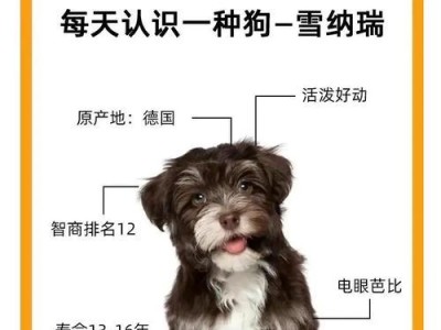雪纳瑞耳朵矫正的时间和方法（解决雪纳瑞耳朵问题的关键步骤及时间安排）