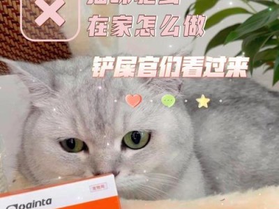 宠物店猫驱虫费用及注意事项（了解宠物店猫驱虫费用和正确注意事项，保障猫咪的健康）