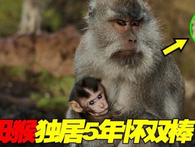 家养猴子的注意事项——给予它们一个幸福的家园（养猴子需要关注的重要细节和技巧）