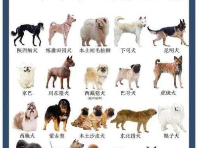 狗的形态结构与功能特征（了解狗的身体结构与特点，探索其功能与优势）