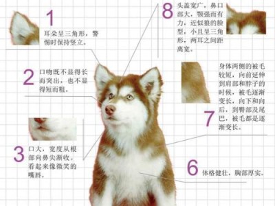 宠物犬名字大全——为你的犬取个特别的名字（灵感无限，个性十足，15个独特的犬名等你挑选）