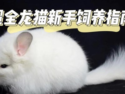 龙猫新手饲养手册（一起来学习正确的龙猫饲养方法吧！）