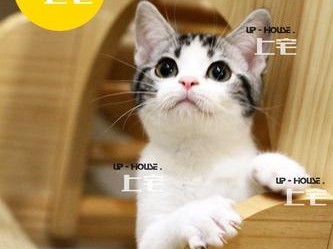 为什么以美短为什么不跟家猫玩？（美短与家猫相处的挑战与解决之道）
