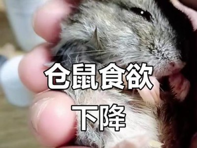 仓鼠繁殖的最佳分笼时机（以仓鼠生下多久为依据，合理划分笼舍空间）