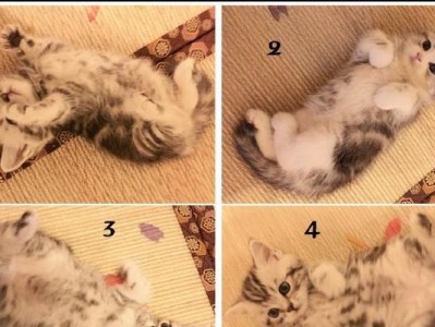 如何正确喂养美短猫？（掌握这几个小技巧，让你的美短更健康快乐！）