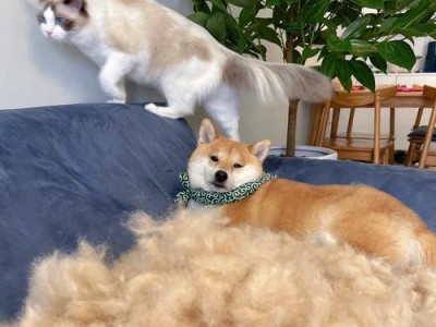 解决狗毛难退问题的实用方法（吃什么可以有效防止狗毛不易附着）
