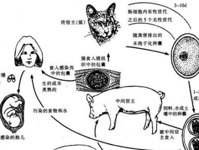 猫狗的怀孕周期及其重要（探索猫狗怀孕周期，为您解答所有疑问！）