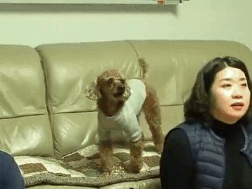 狗狗的色彩世界（揭秘狗狗的视觉能力，它们为何爱看电视？）