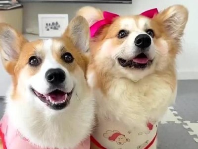 柯基出来遛的频率及注意事项（了解柯基犬的出来遛频率及如何正确照顾你的柯基宠物）