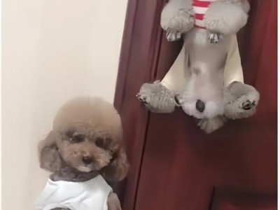 贵宾犬和泰迪的区别（了解贵宾犬和泰迪的不同特点，选择适合自己的宠物伙伴）