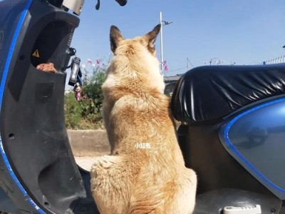 40天的狗狗坐电动车注意事项（为您的小狗乘坐电动车提供安全和舒适的经验）