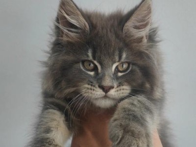 探秘俄罗斯猫的奇妙世界（从东西方交流到民间传说，揭开俄罗斯猫的神秘面纱）