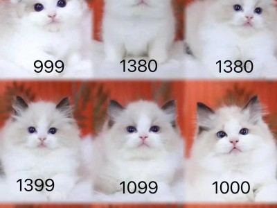 探索布偶猫的血统（解读布偶猫的祖先血统与品种血统，探讨其独特性与魅力）
