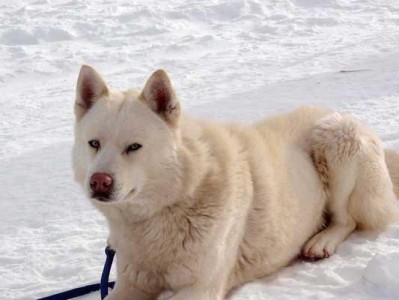 南极的犬类生物奇观（冰天雪地下的犬类世界）