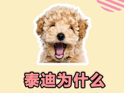 探究泰迪为何不喜欢洗澡（了解泰迪洗澡厌恶的原因和应对策略）