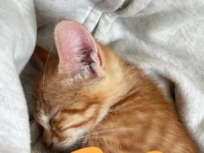 小猫的睡眠习惯研究（探索二个月大小猫的睡眠时长及影响因素）