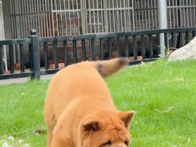 松狮犬少人养的主要原因（了解松狮犬的特点，选择适合的宠物伴侣）