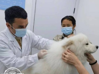 狗狗前往福州免疫局开证明所需时间（了解福州免疫局狗狗证明办理时间及流程）