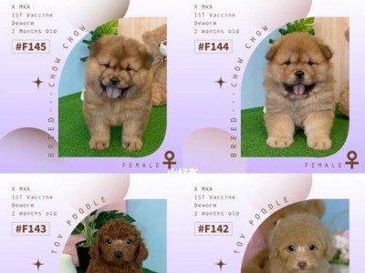 博美犬瘟抗生素使用时效及注意事项（了解博美犬瘟抗生素使用时长以及使用注意事项的关键信息）