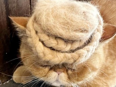 如何应对猫咪坠楼事件？（掌握这些知识不慌乱，还能做好安抚工作）