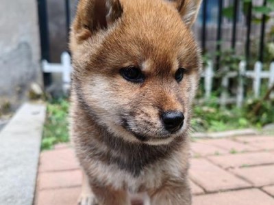 南京柴犬市场调查（南京市场价格及如何辨别纯种柴犬的关键指标）