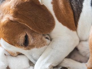 两个月比格犬的睡眠需求（探索比格犬宝宝每天的睡眠时长与注意事项）
