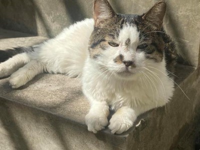 猫的生命离开（探索猫咪生命消失的原因与预防措施）