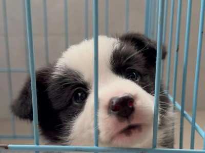 如何准确区分边境牧羊犬的纯种和串串？（通过观察这6个地方，轻松辨别边境牧羊犬的血统）