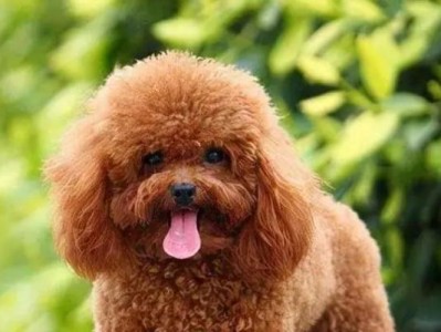 选择合适体型的狗狗与泰迪犬搭配的秘诀（如何选择合适体型的狗狗与泰迪搭配并相处融洽？）