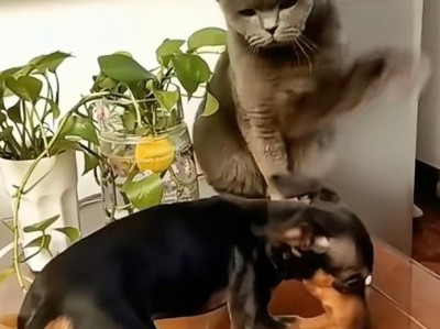 猫狗为何不和谐相处（探究猫狗之间的紧张关系）