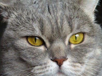 苏格兰折耳猫的多彩世界（探索苏格兰折耳猫的丰富毛色）