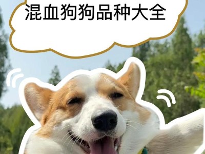探索狗的血统多样性及其影响因素（从遗传背景到育种选择，揭示狗的血统奥秘）