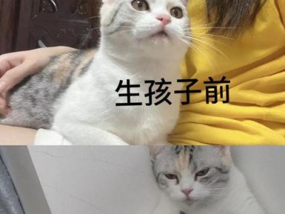 母猫怀孕需准备什么？（了解母猫怀孕前的必备知识）