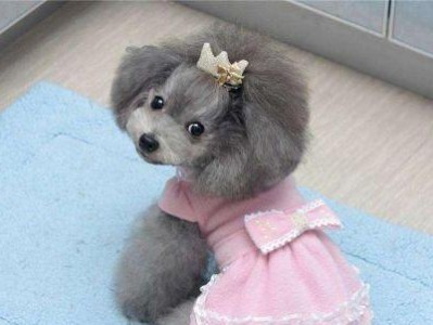 探秘珍珠犬（稀世珍宝，如何正确饲养珍珠犬）