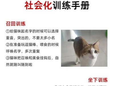用猫训练提升宠物生活质量（探索猫咪训练的潜力和可能性）