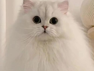 哪种猫的智商最高？（揭秘猫咪天才的密码，让你对猫咪的智商有全新认识）