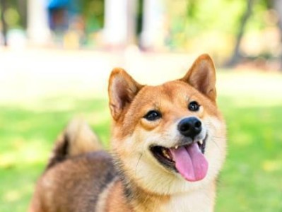 北海道犬饲养指南（了解如何照顾这种高贵的犬种，让它健康成长）