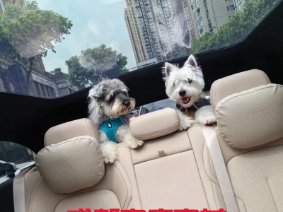 小型犬遛多久合适？（探讨小型犬遛步的时间安排和注意事项）