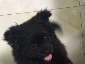 狗狗排便黑色的原因（探索黑色便便可能的原因及其健康影响）