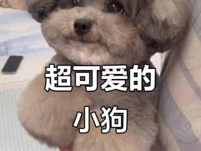 可爱萌狗的魅力与乐趣（与你相伴的忠诚小伙伴——狗狗）