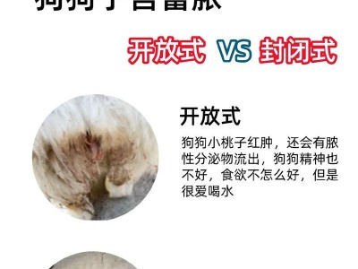 小狗母狗产后症状分析（了解小狗母狗产后常见症状，给予适当关注与照顾）