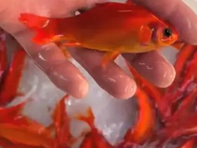 如何快速治愈鹦鹉鱼鱼病（鹦鹉鱼病的识别、病因和治疗方法一览）